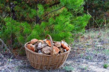 mantar Sonbahar sezonu kapatıyoruz 