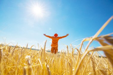 Mutlu adam sarı buğday alanında