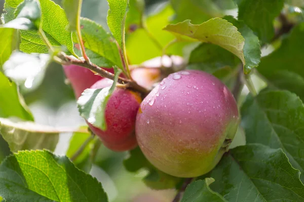 Récolte Pommes Rouges Mûres Sur Une Branche Dans Jardin — Photo