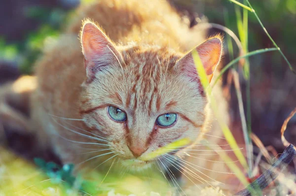 草の中に座って大人の国内猫 — ストック写真