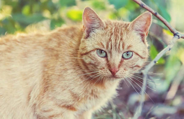 Otların Arasında Oturan Yetişkin Yerli Kedi — Stok fotoğraf