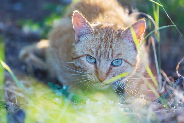 Adult Domestic Cat Sitting Grass — Stock Photo, Image