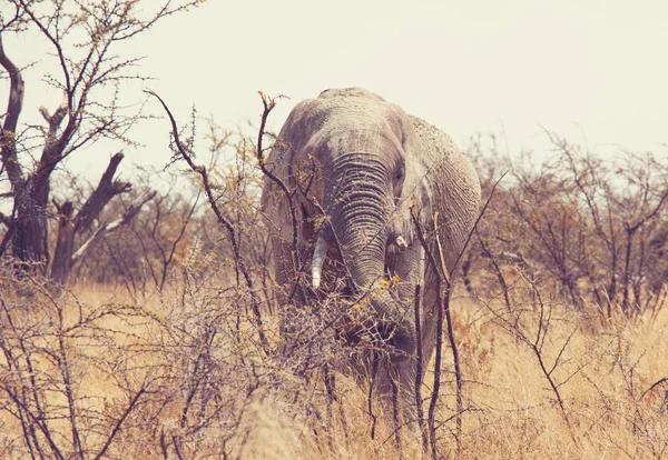 Elephant Savannah Nature Habitat — Stock Photo, Image