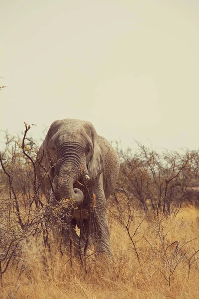 Elephant Savannah Nature Habitat — Stock Photo, Image