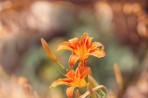 Primo Piano Dei Bellissimi Fiori Adatto Sfondo Floreale — Foto Stock