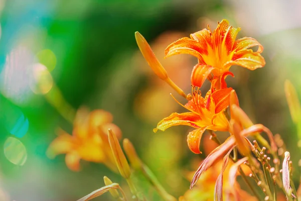 Primo Piano Dei Bellissimi Fiori Adatto Sfondo Floreale — Foto Stock