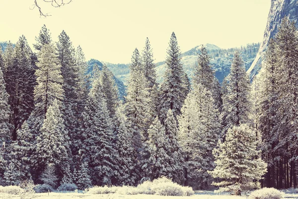Picturesque Snow Covered Forest Winter — Stock Photo, Image