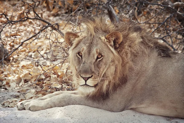 Lion Nära Håll Naturen Livsmiljö — Stockfoto
