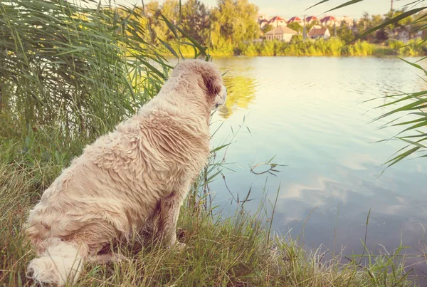 Perro Lago Del Bosque — Foto de Stock