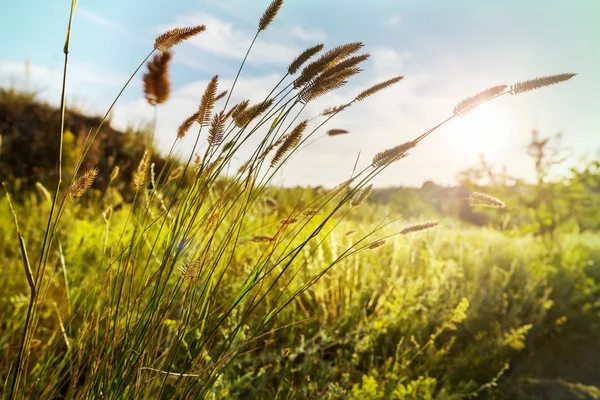 晴天の日の草原の自然風景 — ストック写真