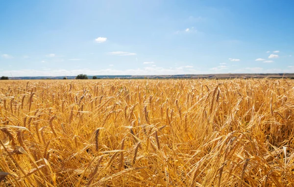 Пшеничное Поле Крупным Планом — стоковое фото
