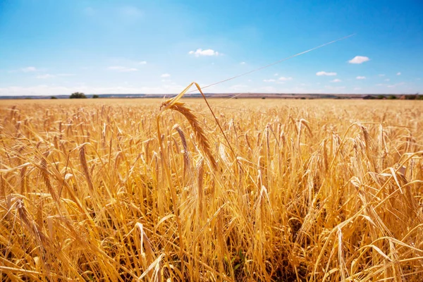 Пшеничное Поле Крупным Планом — стоковое фото