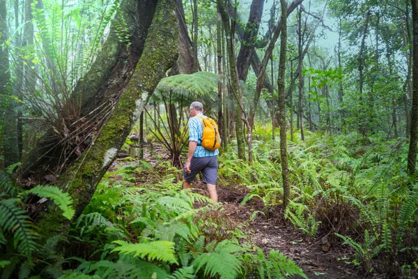 Caminhante Trilha Selva Verde Havaí Eua — Fotografia de Stock