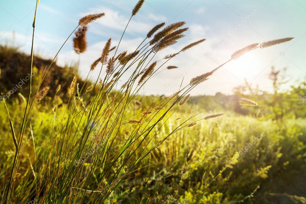 Sunny day on the meadow nature landscape 