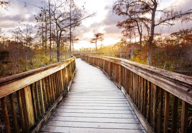 Everglades Ulusal Parkı 'ndaki bataklıkta tahta kaldırımlar, Florida, ABD.
