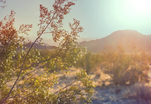 Hermosos Paisajes Del Desierto Americano —  Fotos de Stock