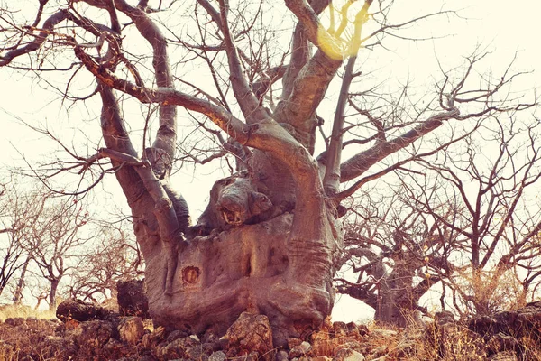 Baobab Strom Zblízka — Stock fotografie