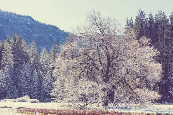 Vackra Tidiga Våren Landskap Yosemite National Park Yosemite Usa — Stockfoto