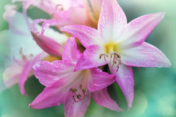 Nahaufnahme Der Schönen Blumen Geeignet Für Floralen Hintergrund — Stockfoto