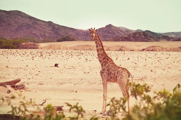 沙漠景观中的长颈鹿 — 图库照片