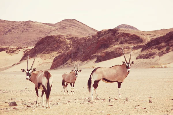 Oryx Pustynię Namibii — Zdjęcie stockowe
