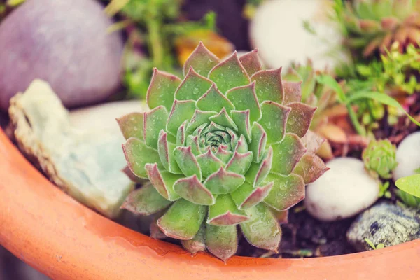 Succulent Plants Exotic Garden — Stock Photo, Image