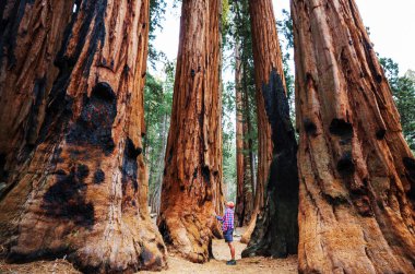 Yaz mevsiminde Sequoias Ormanı