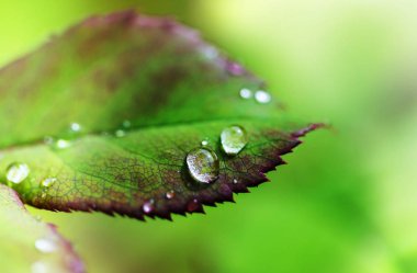 Yeşil çimen çiy damlaları closeup ile. Doğal yaz arka plan.