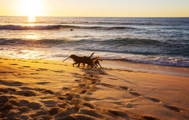 köpek Plajı Hawaii Adası