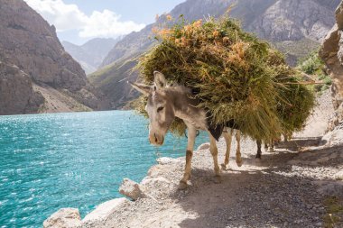 Alone donkey in Fann mountain, Tajikistan clipart