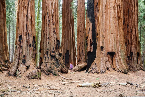 Sequoias Erdő Nyári Szezonban — Stock Fotó