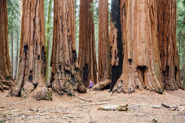 Yaz Mevsiminde Sequoias Ormanı — Stok fotoğraf