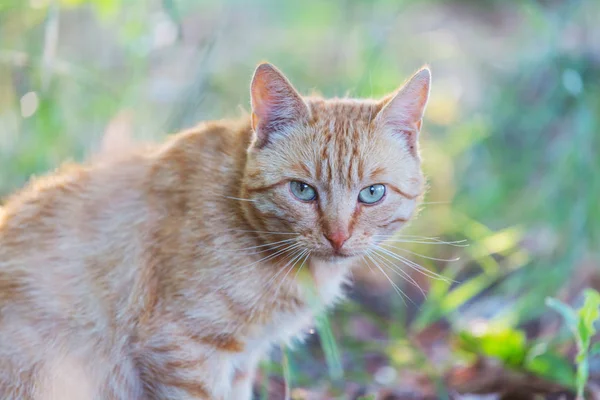 Дорослий Домашній Кіт Сидить Траві — стокове фото