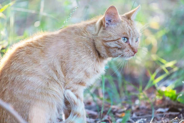 Volwassen Binnenlandse Kat Zitten Het Gras — Stockfoto