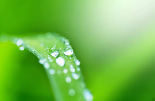 Goccia Rugiada Foglia Verde Con Luce Solare — Foto Stock