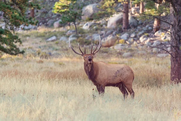 Mountain Bull Elk Dans Forêt Automne Colorado Usa — Photo