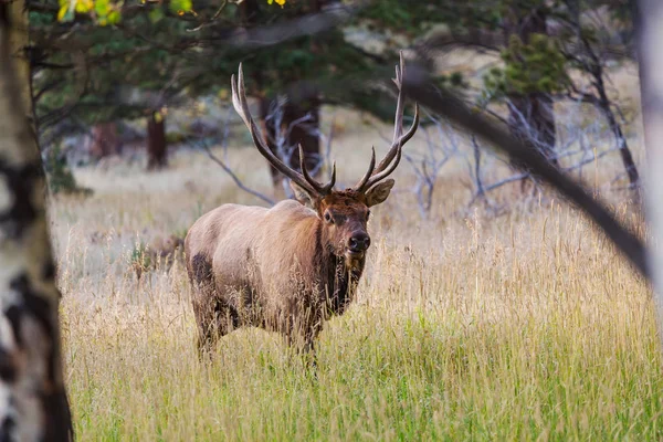 Mountain Bull Elk Bosque Otoño Colorado —  Fotos de Stock