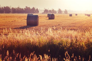Hays gündoğumu sonbahar alanında