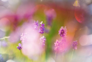 Lavanta çiçekleri yeşil zemin üzerine