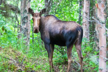 Geyik ormana yakın çekim 