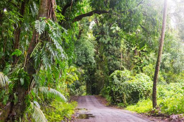 Toprak yol Big Island, Hawaii uzak ormanda