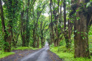 Toprak yol Big Island, Hawaii uzak ormanda