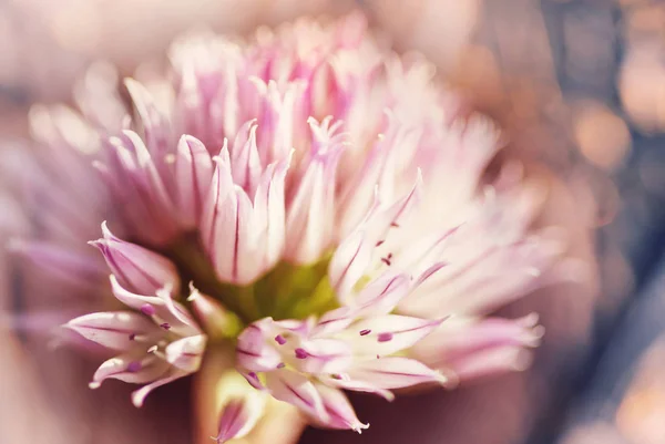 Gros Plan Sur Les Belles Fleurs Convient Pour Fond Floral — Photo