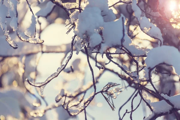 Γραφικό Χιονισμένο Δάσος Χειμώνα — Φωτογραφία Αρχείου
