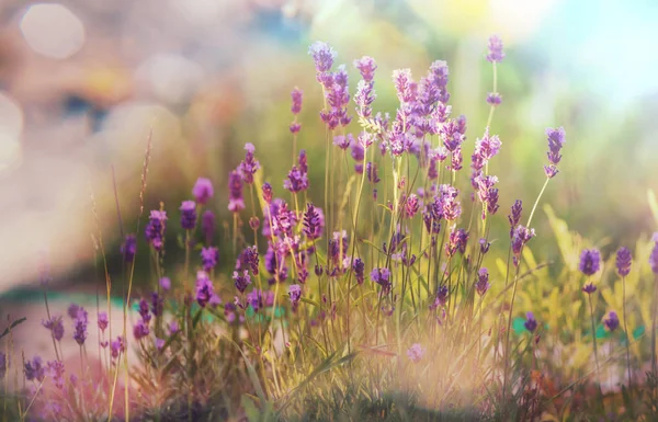 Λουλούδια Λεβάντας Πράσινο Φόντο — Φωτογραφία Αρχείου