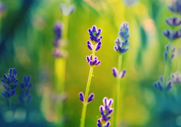 Flores Lavanda Sobre Fondo Verde —  Fotos de Stock