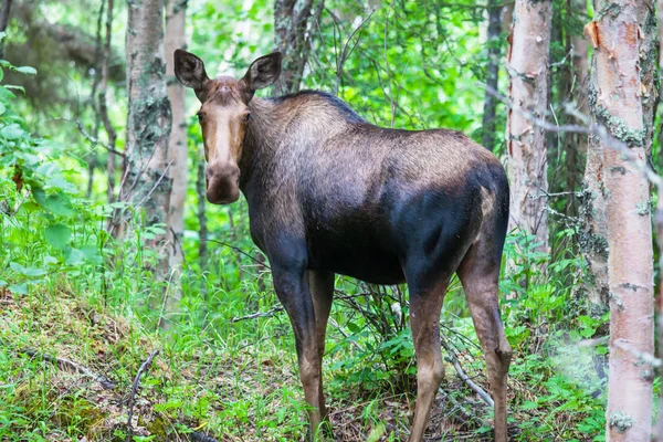 Geyik ormana yakın çekim 