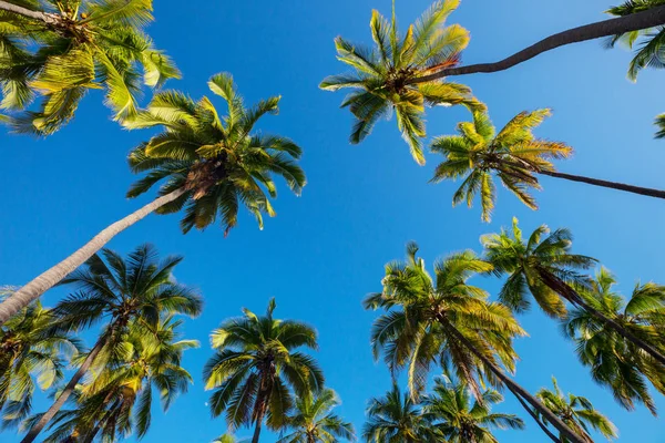 Palm Skugga Sandstranden — Stockfoto