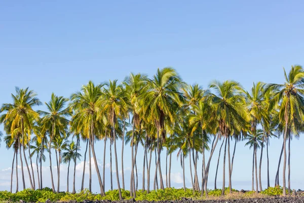 Cień Palm Piaszczystej Plaży — Zdjęcie stockowe