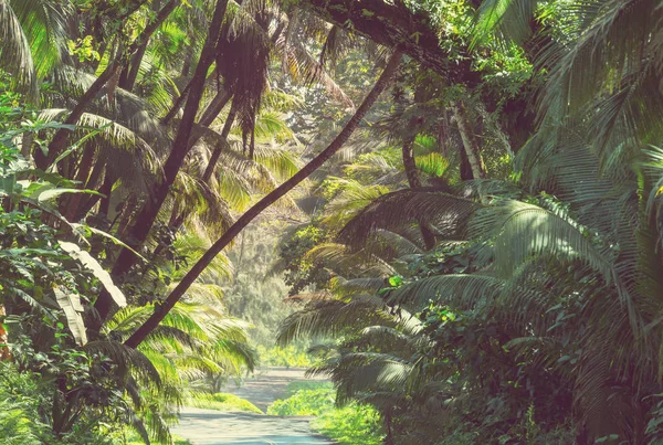 Χωματόδρομο Στην Μακρινή Ζούγκλα Στο Μεγάλο Νησί Της Χαβάης — Φωτογραφία Αρχείου